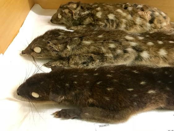 Three quoll specimens lined up next to each other in a box, with visible spots on their fur.