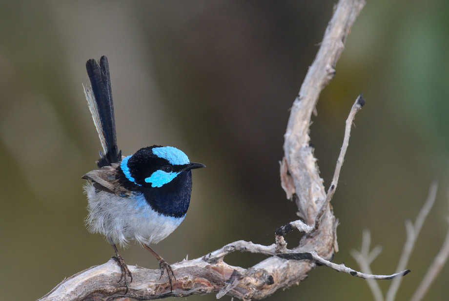 A superb fairy wren sitting on a branch. It is a small, round bird with an upright tail and a vibrant, bright blue pattern on its head and neck.