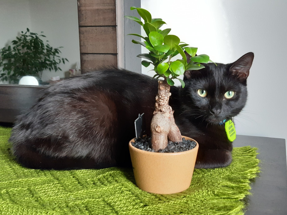 Meshi is black cat with green and yellow eyes. She is curled up on green cloth next to a small plant with green leaves.