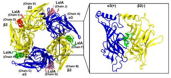 A scientific diagram of a conotoxin protein, made up of a sequence of blue, yellow and green filament structures. Each portion is labelled with its position along the sequence. Portions A and F are expanded on the right of the image.