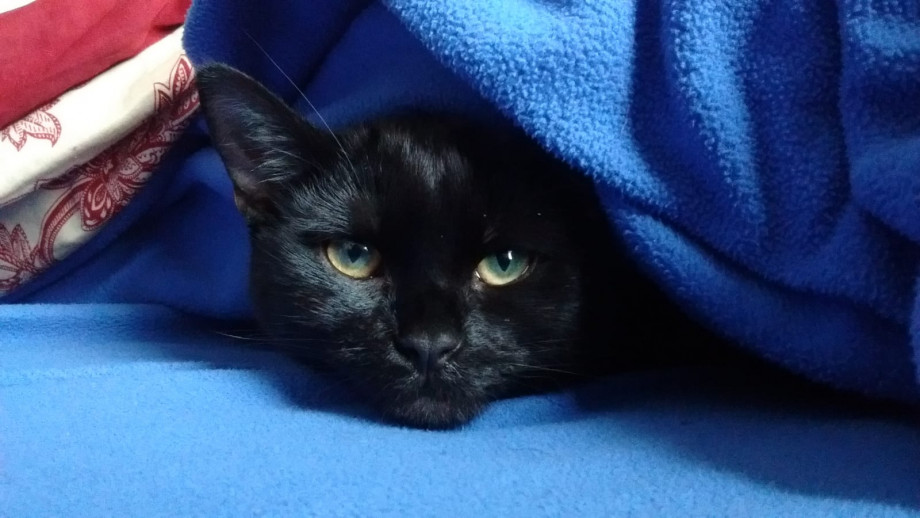 Meshi is a black cat with green/yellow eyes. Her head is visible amongst blue fabric.
