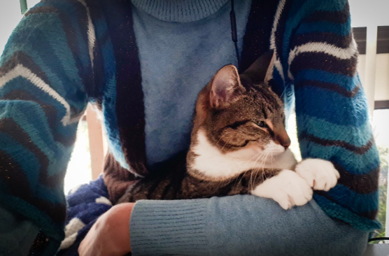 A cat being held in a lap.