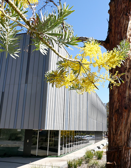 building front and gum tree