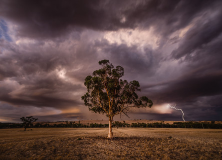 A single gum tree stands in an empty field as dark purple clouds and lightning cover the background.