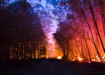 Bushfire among trees in Australia, November 2019