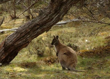A small and round Bennett's Wallaby standing in a grassy field under a diagonal branch.
