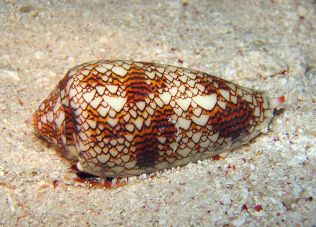 A marine cone snail viewed up close underwater. It has a pointed oval shape and is covered in white and red triangular markings on the shell.