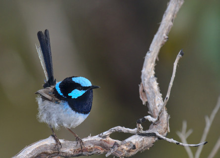 A superb fairy wren sitting on a branch. It is a small, round bird with an upright tail and a vibrant, bright blue pattern on its head and neck.