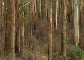 A forest of Mountain Ash in Victoria, image by ANU's David Blair.
