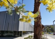 Flowering yellow wattles in front of the NCI building.