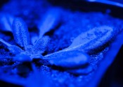 Close-up of a leafy plant in a dark room, illuminated by a UV light.