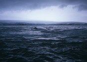A dark ocean looking towards ice shelves in the distance, and the belly of a whale peaking up above the surface.