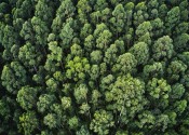 A forest of tall green trees viewed from above. Tall narrow trunks can be seen disappearing down under all the trees.